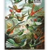 Anteckningsbok A5 olinjerad - Ernst Haeckel : Hummingbirds