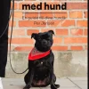 Att leva med hund : en guide till dina hundår