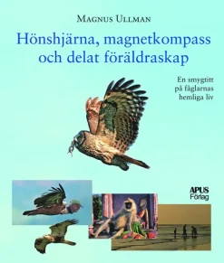 Hönshjärna, magnetkompass och delat föräldraskap