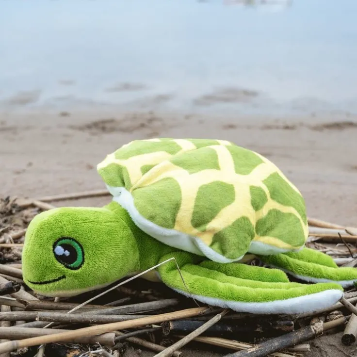 Mjukdjur sköldpadda Konna