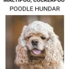 Pudel, Goldendoodle, Labradoodle, Maltipoo, Cockerpoo (Poodle Hundar)