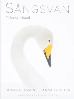 Sångsvan : Tillbaka i ljuset