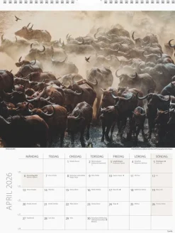 Väggkalender 2026 Savannen